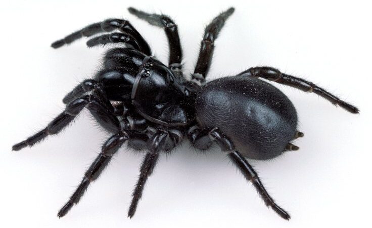 The Funnel Web Spider: A Deadly and Fascinating Creature