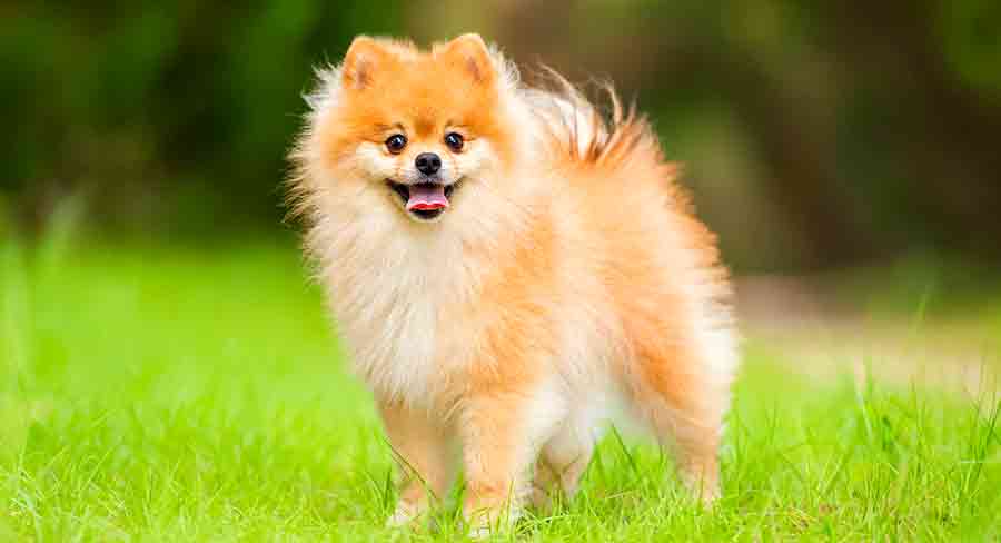 adult pomeranian