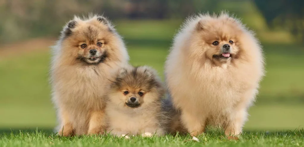 characteristics-adult-pomeranian