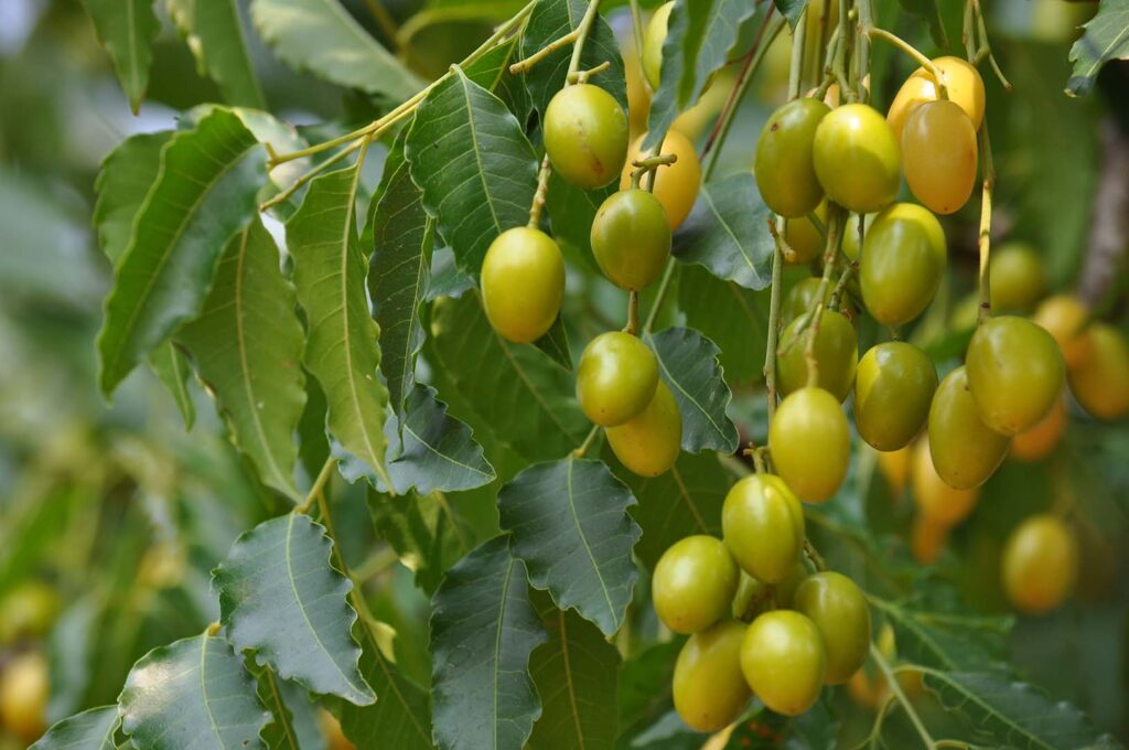 Leaves-Of-Neem