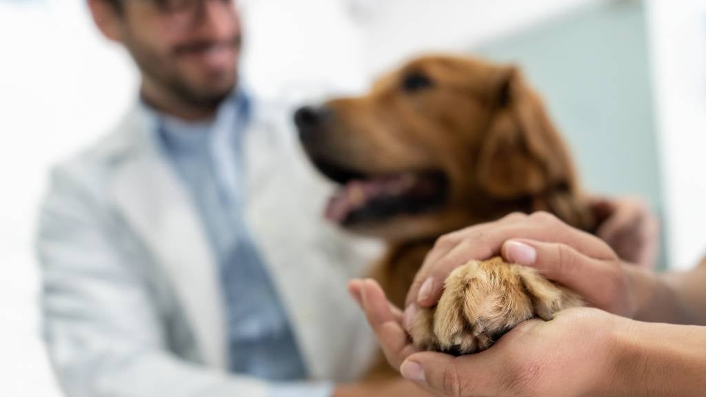 vet-visits-pomeranian